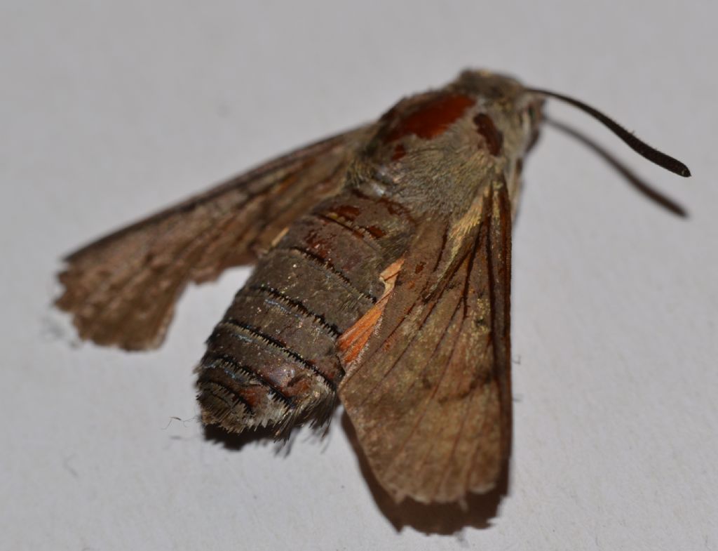 Da identificare - Macroglossum stellatarum